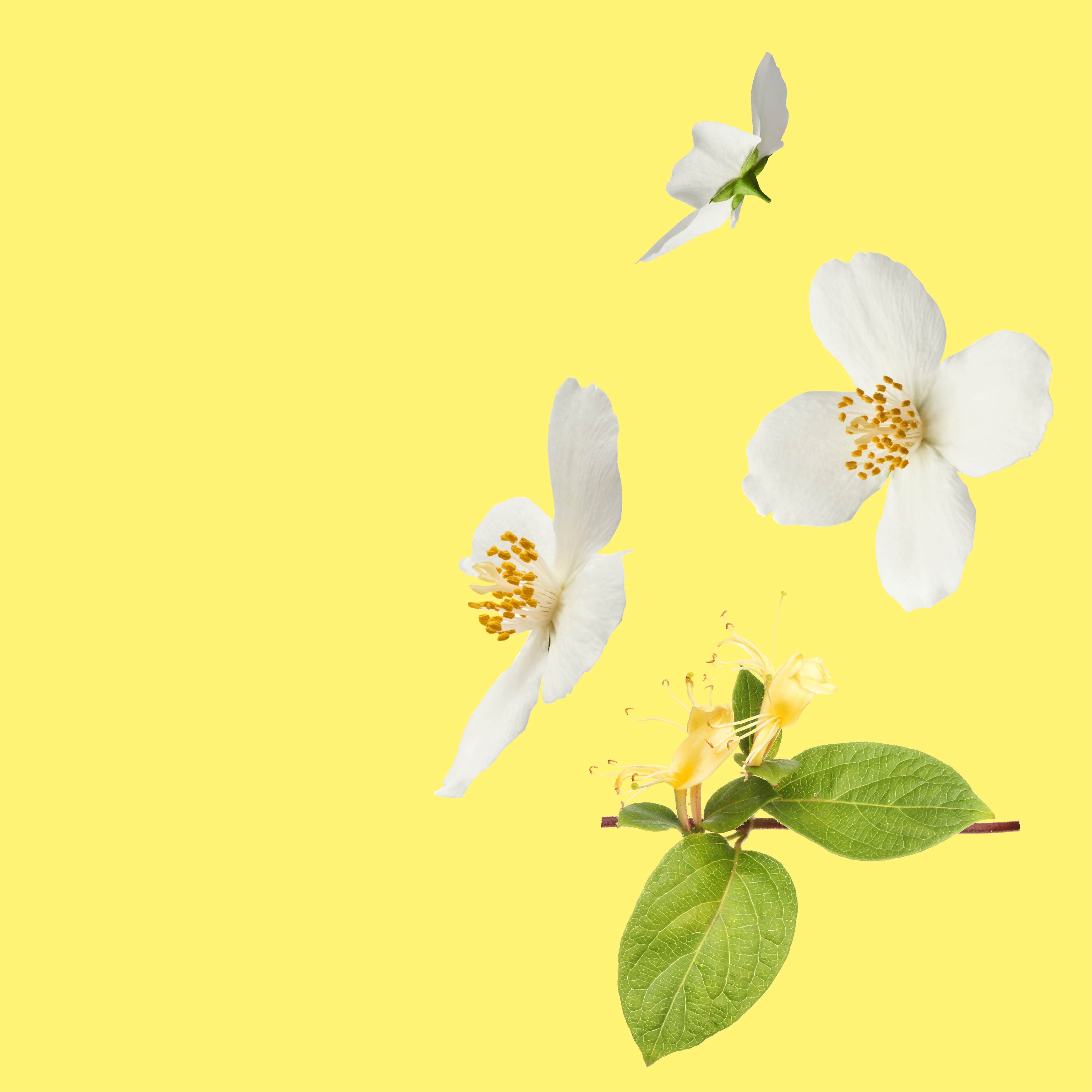 Honeysuckle & Jasmine Fragrance Oil for Soaps, Candles & DIY Crafts - Floral Scented Essential Oil for Home, Spa & Aromatherapy Use