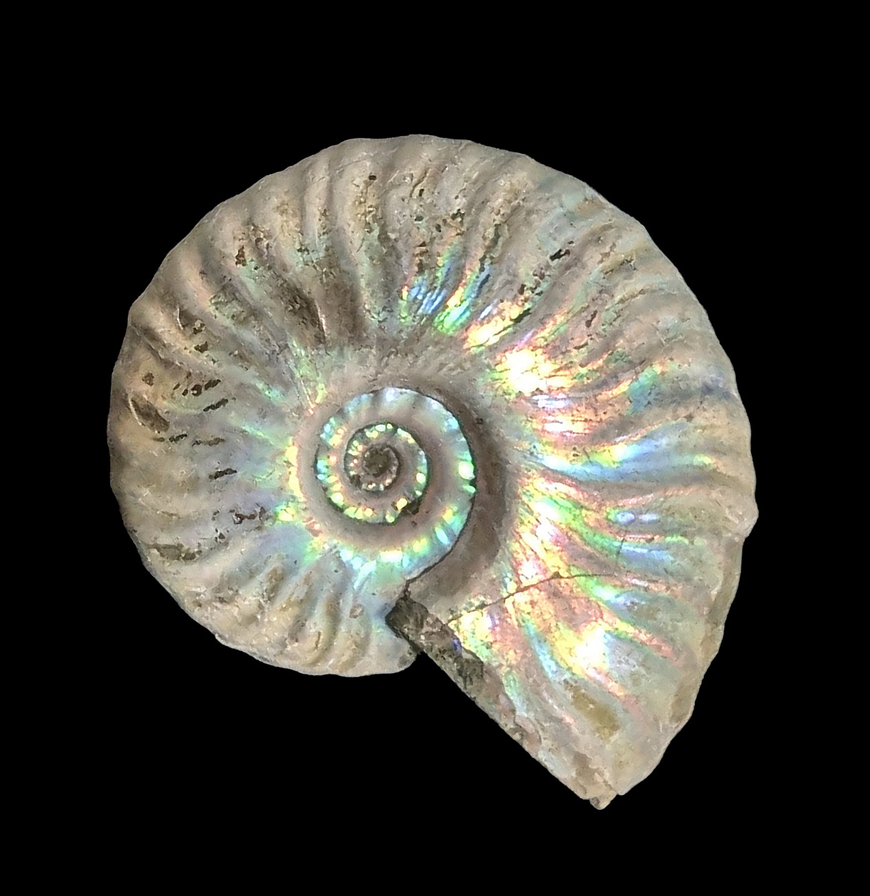 Natural Mother of Pearl Polished Ammonite Fossil - Unique Home Decor & Healing Crystal for Meditation & Spiritual Gifts