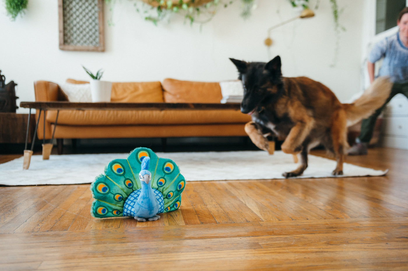 Percy the Peacock Plush Dog Toy - Fetching Flock™ Interactive Chew Toy for Dogs | Soft & Durable Pet P.L.A.Y. Toy for Fetch, Tug-of-War & Cuddling | Perfect for Playtime, Training & Comfort