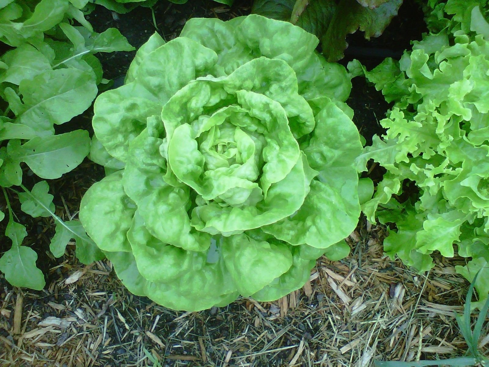 Organic Non-GMO Buttercrunch Lettuce Seeds (2000 Seeds) - Fresh Salad Greens for Home Garden, Hydroponics & Healthy Eating - Perfect for Salads, Sandwiches & Smoothie Bowls