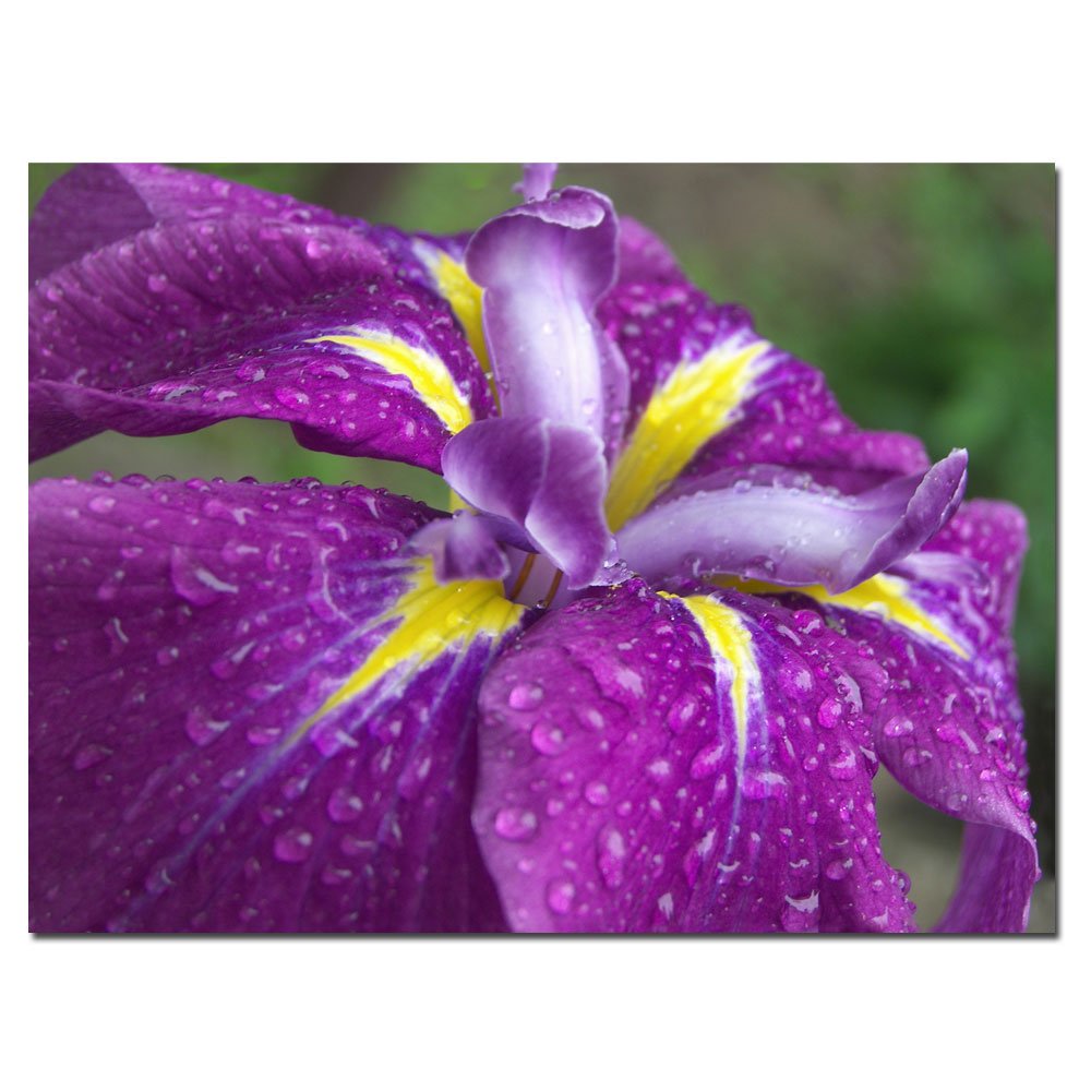 Trademark Art Pure Delicacy Giclee Canvas Art Print - 14x19 Inch Wall Decor for Living Room, Bedroom & Office | High-Quality Fine Art Reproduction