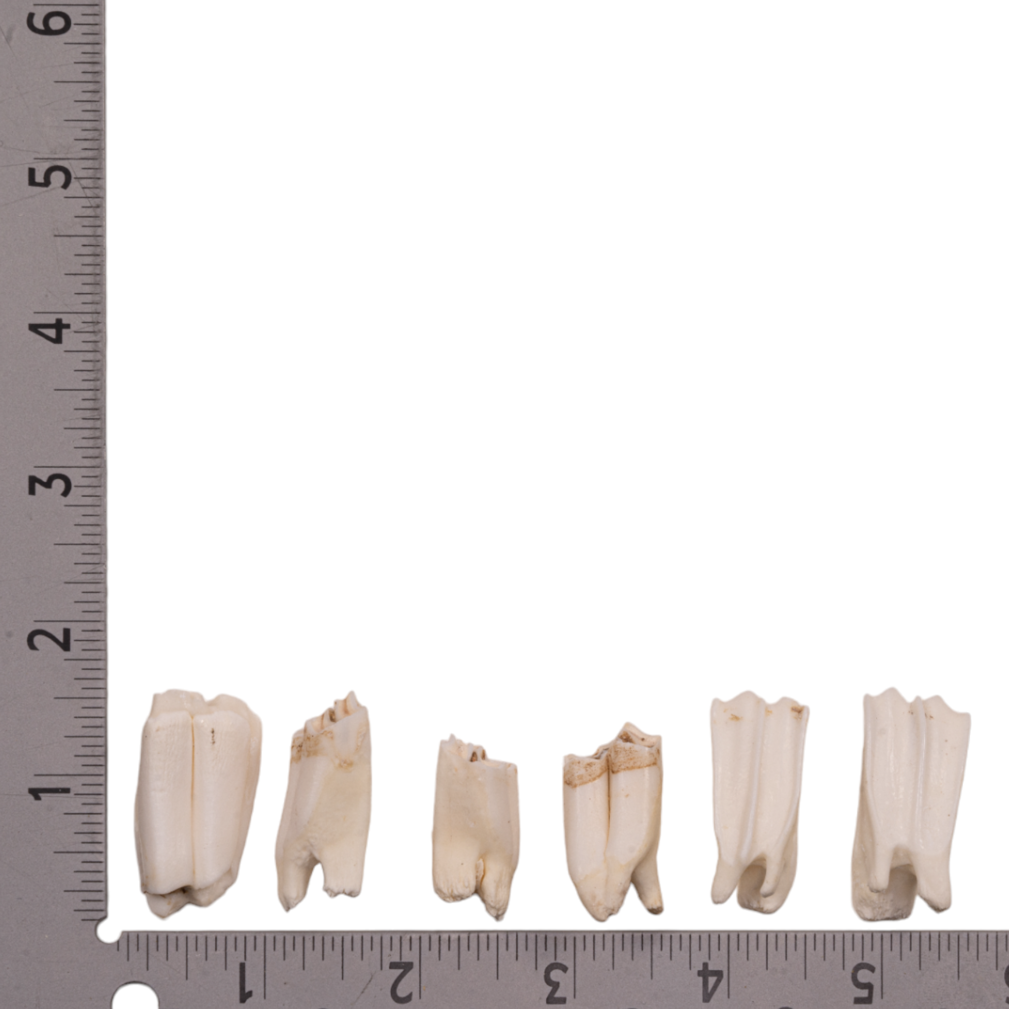 Authentic Springbok Tooth - Genuine African Wildlife Collectible for Taxidermy, Jewelry Making & Unique Home Decor