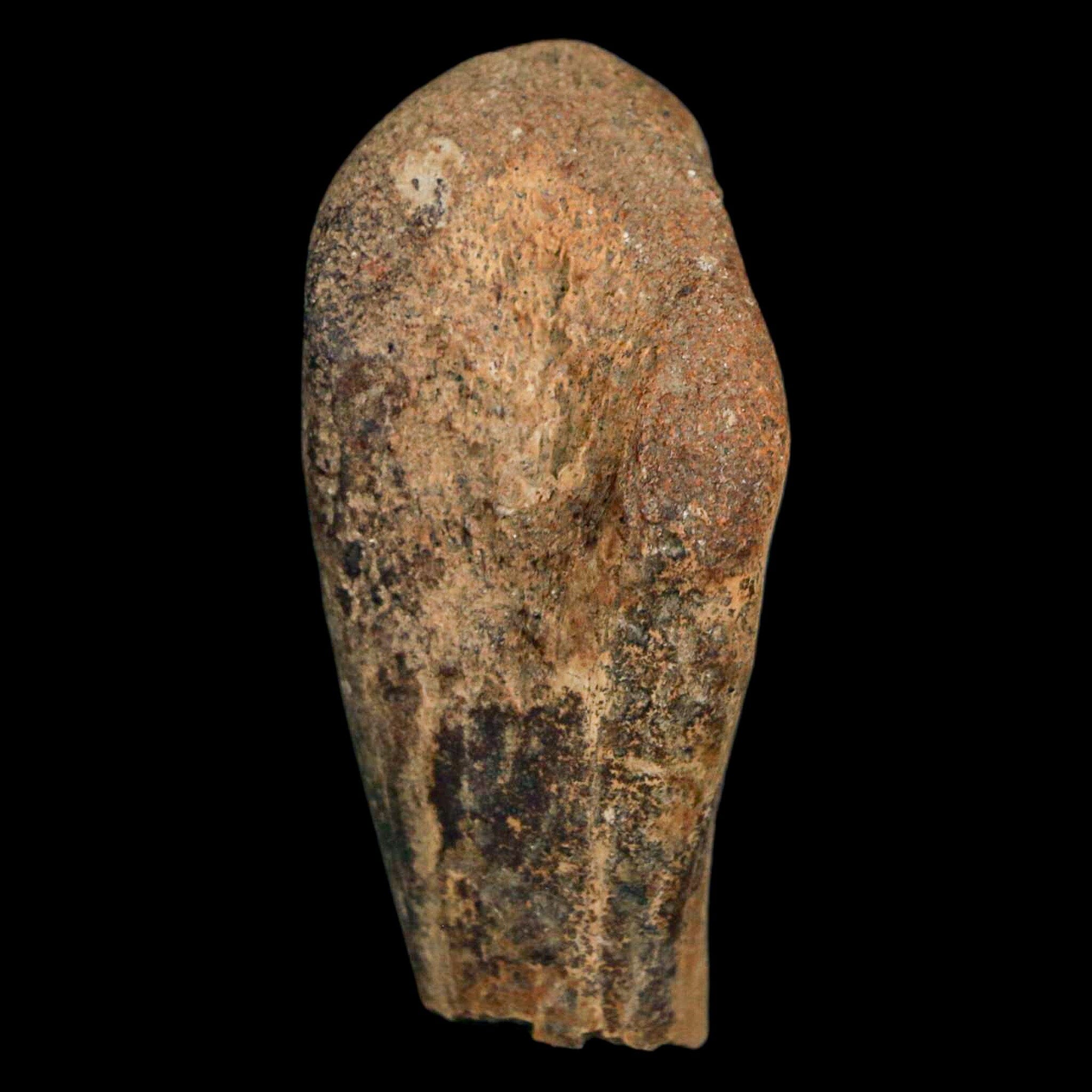 Authentic 2 Edmontosaurus Fossil Finger Bones from Hell Creek Formation - Cretaceous Dinosaur Fossil with COA - Perfect for Paleontology Collections, Educational Displays & Dinosaur Enthusiasts
