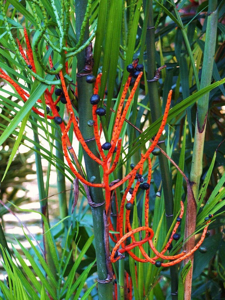 Chamaedorea Seifrizii Bamboo Palm Reed Palm Seeds - 50 Pack for Indoor House Plants, Home Decor & Office Greenery - Perfect for Living Room, Bedroom & Workspace