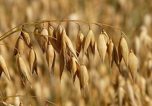 400 Heirloom Common Oats Seeds - Non-GMO, Organic, High Yield for Home Gardening, Farming & Healthy Eating | Perfect for Oatmeal, Baking, Livestock Feed & Sustainable Agriculture