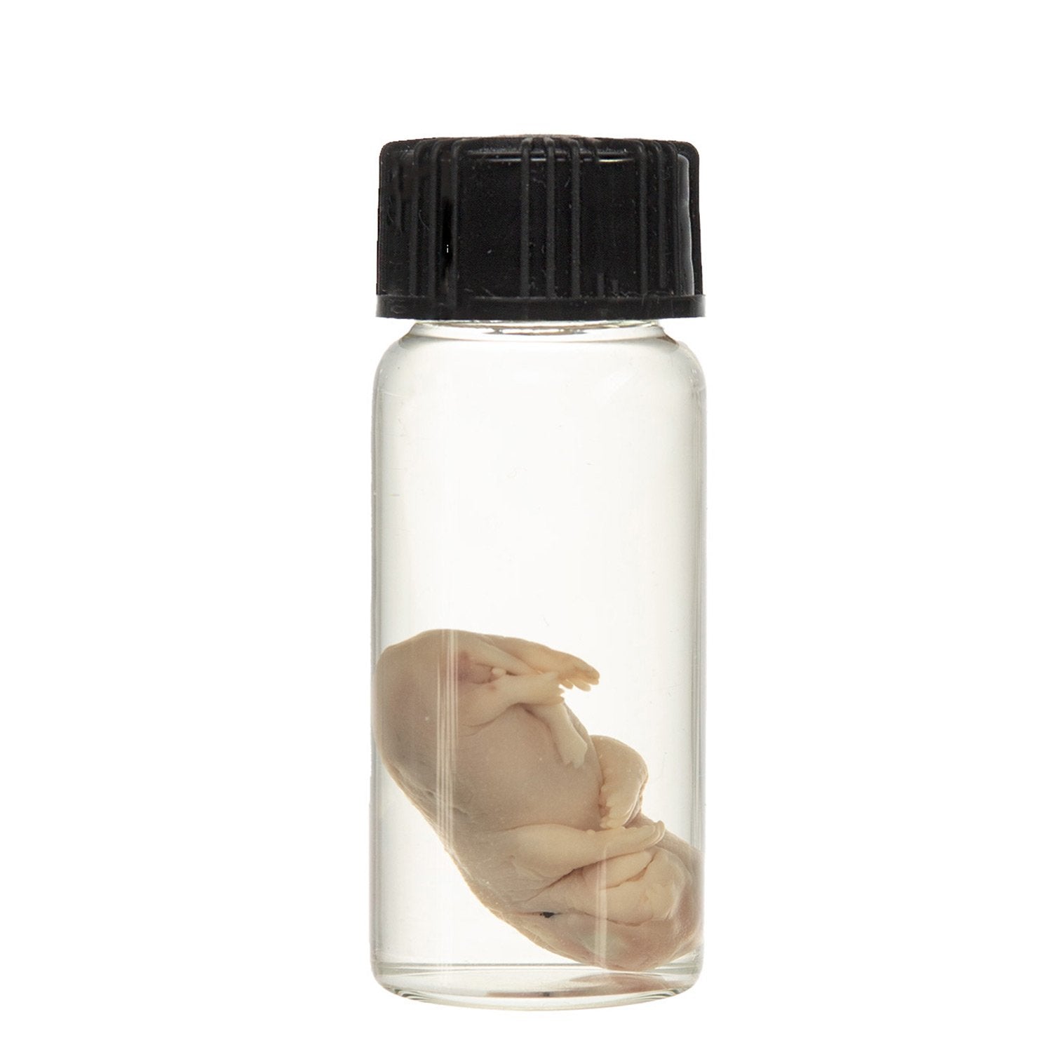 Real Squirrel Wet Specimen - Fetal (Single) - Perfect for Biology Study, Taxidermy Collection & Science Classroom Display