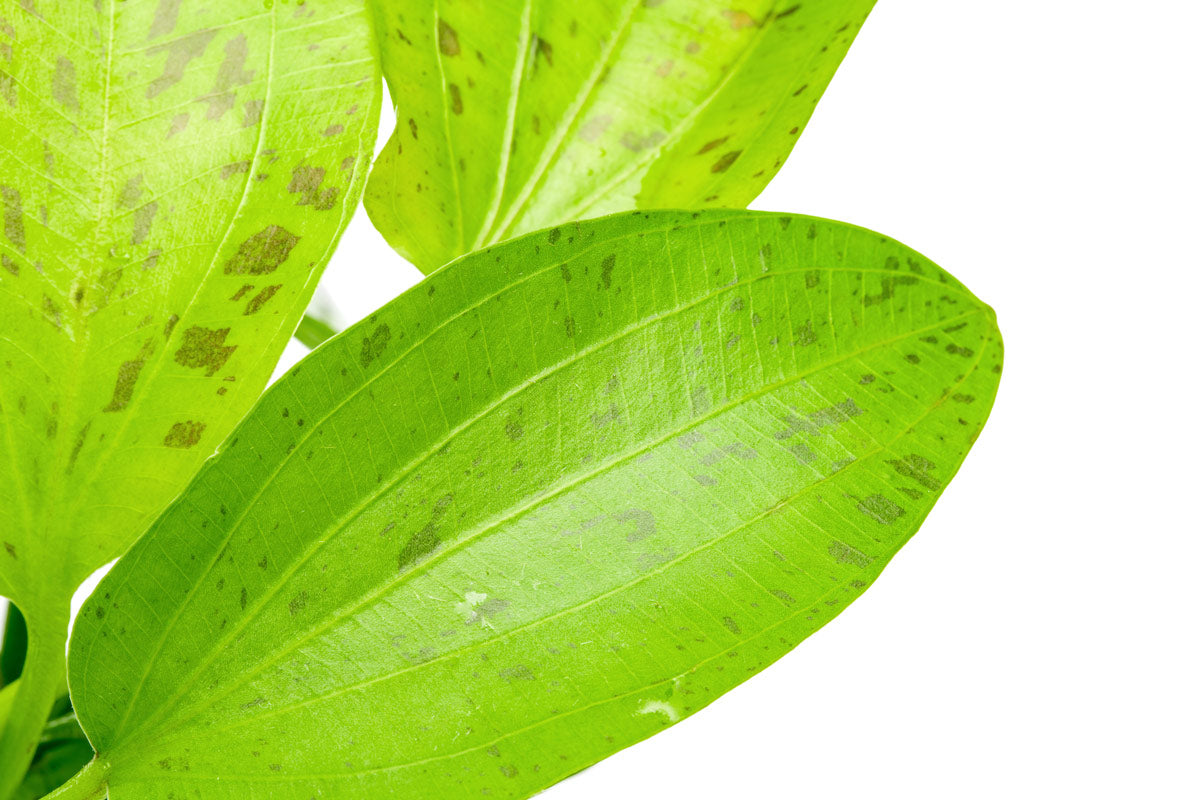 Echinodorus Ozelot Green Live Aquarium Plant - Freshwater Aquatic Plant for Fish Tanks & Aquascaping | Perfect for Beginners, Low Light Aquariums & Natural Decor