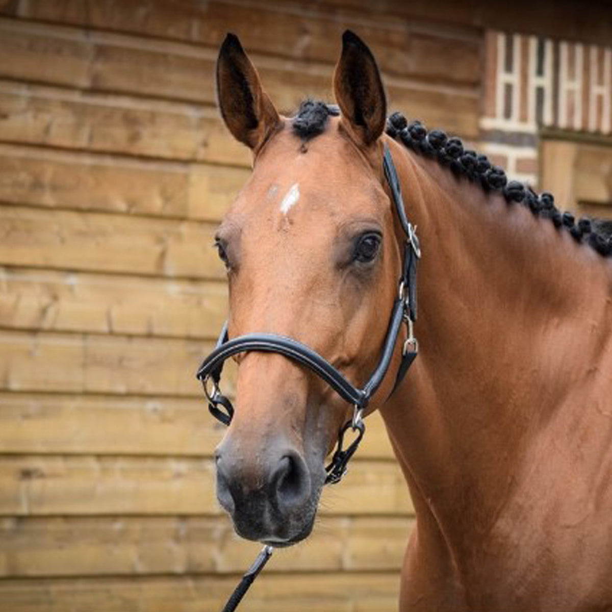Jump'in Grooming Halter for Horses - Adjustable & Durable One Collection - Perfect for Training, Show Prep & Daily Grooming