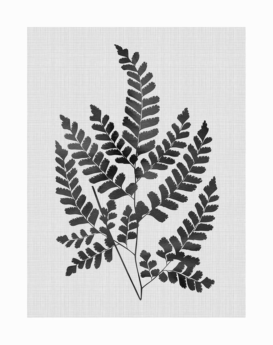 Black Chestnut Art Print - Unframed Wall Decor for Living Room, Bedroom & Office | Nature-Inspired Home Decor