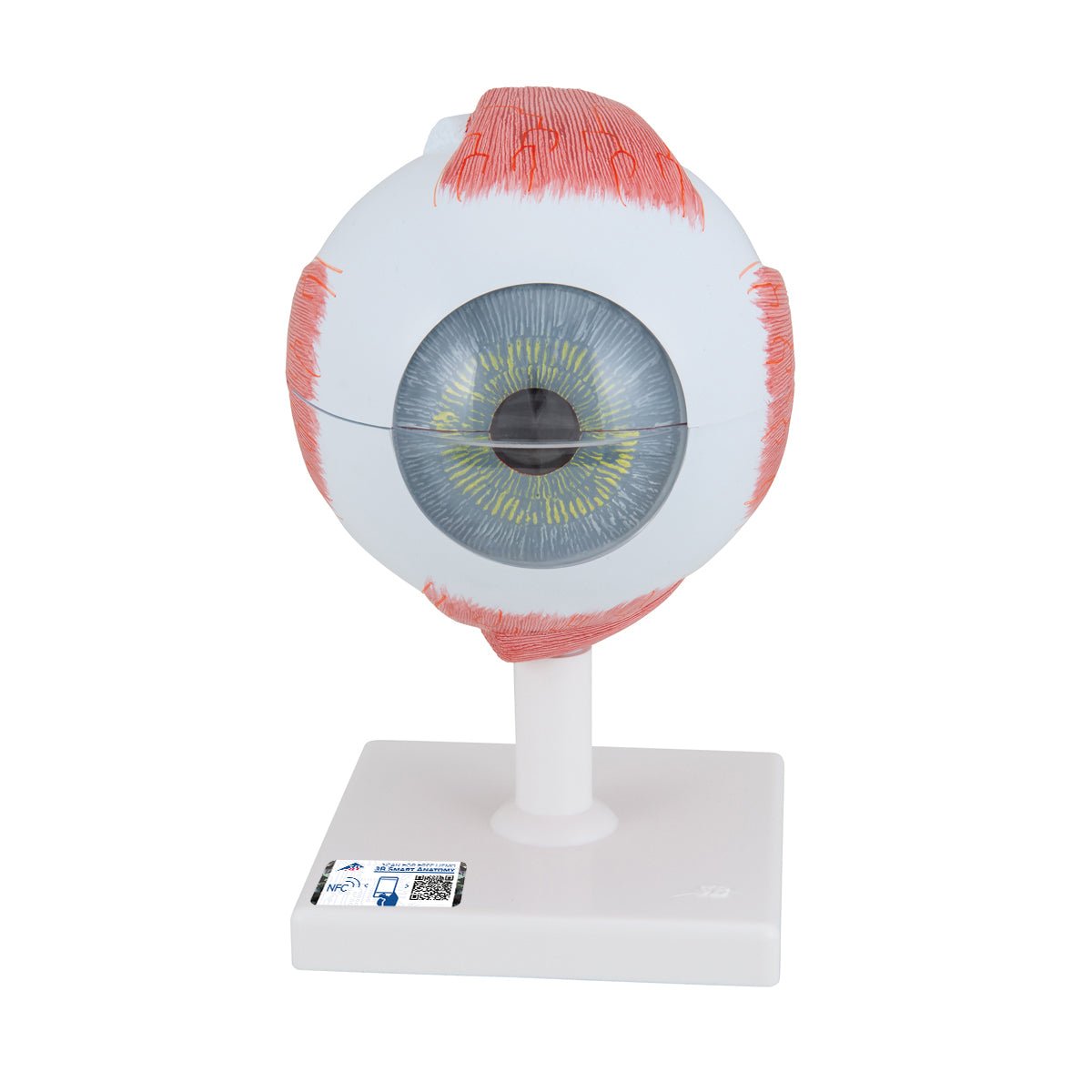 5X Enlarged Human Eye Model - 6-Part Anatomical Eye Structure for Medical Students & Science Education | Perfect for Classroom, Lab & Study