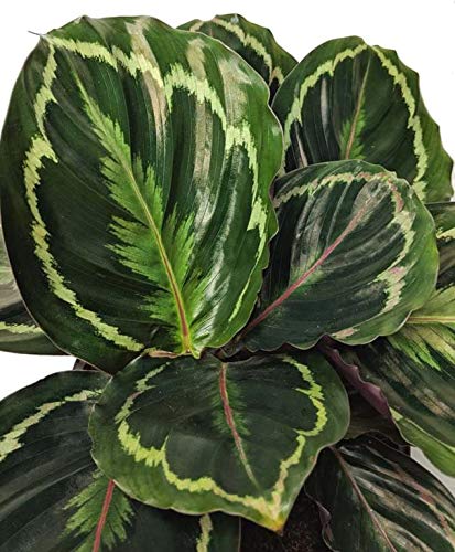 Calathea Medallion Live Plant in 4 Inch Pot - Calathea Roseopicta - Easy to Grow Air Purifying Indoor Houseplant for Home, Office & Bedroom Decor