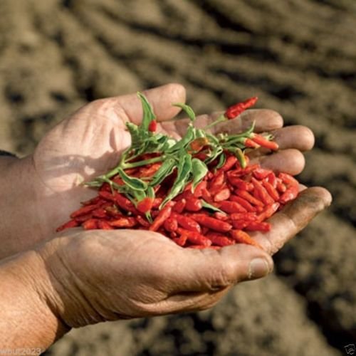African Bird’s Eye Chili Seeds (100 Count) - Malawi Piri Piri Hot Pepper, African Devil Chili - Perfect for Home Gardening, Spicy Cooking & Hot Sauce Making