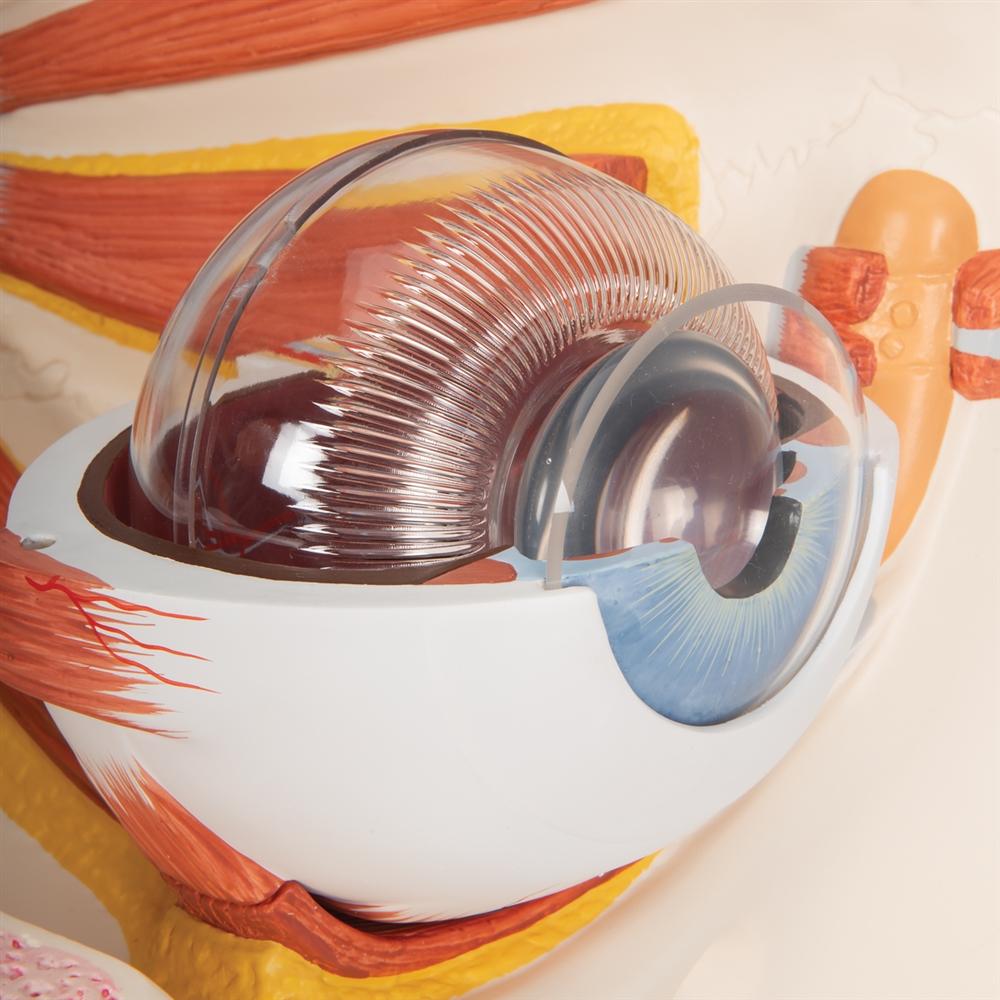 5X Enlarged Human Eye Anatomy Model - 12-Part Giant Eye Structure for Medical Students & Science Education | Perfect for Classrooms, Labs & Study