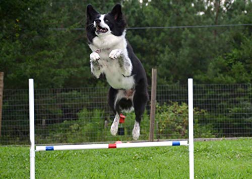 Adjustable Dog Agility Jump Set - 4 Bar Jumps with Jump Cups for Training & Competition | Portable Travel Agility Equipment for Backyard, Park & Outdoor Use