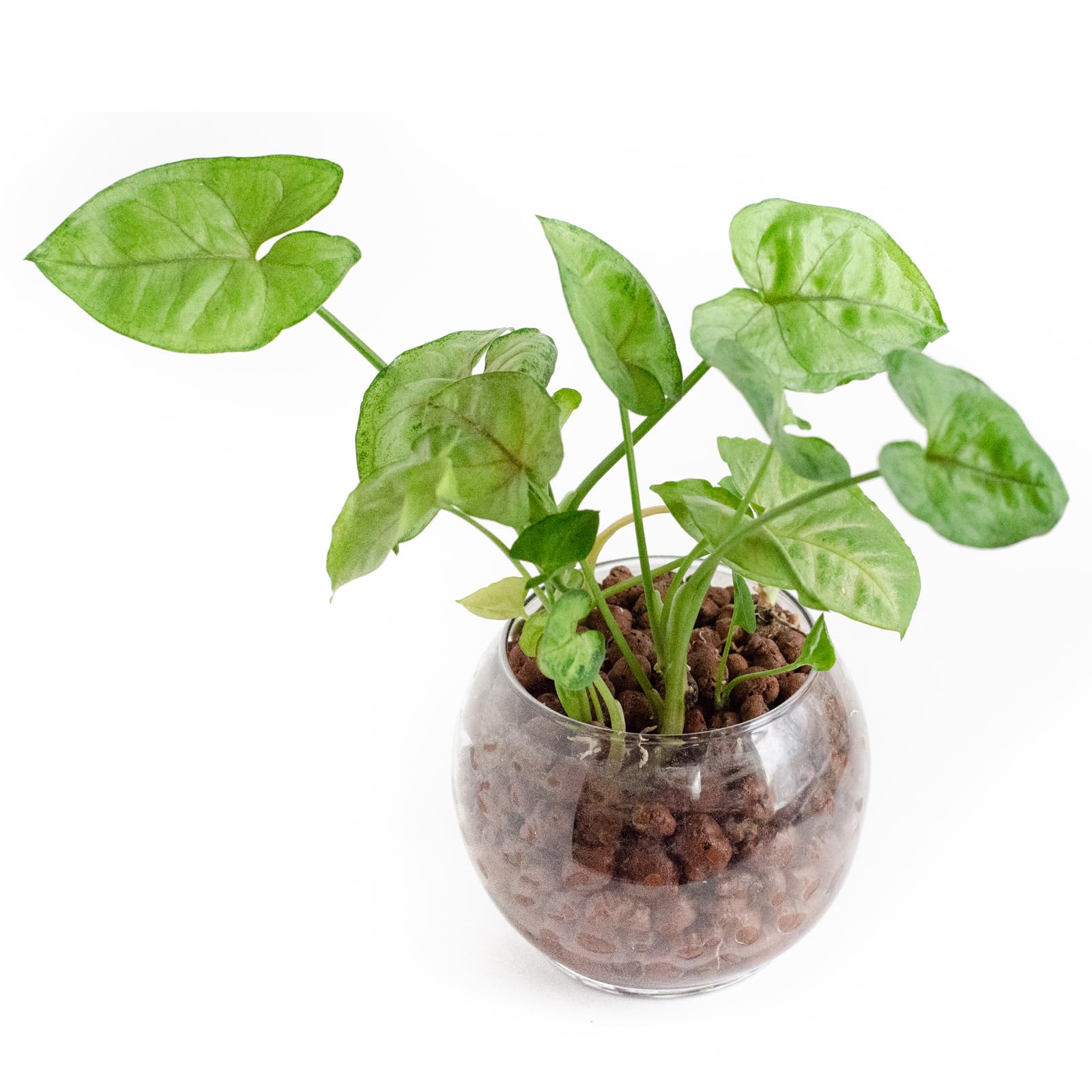 Meccanixity Clay Pebbles 10mm for Hydroponics - Gardening, Bonsai & Vases Decor