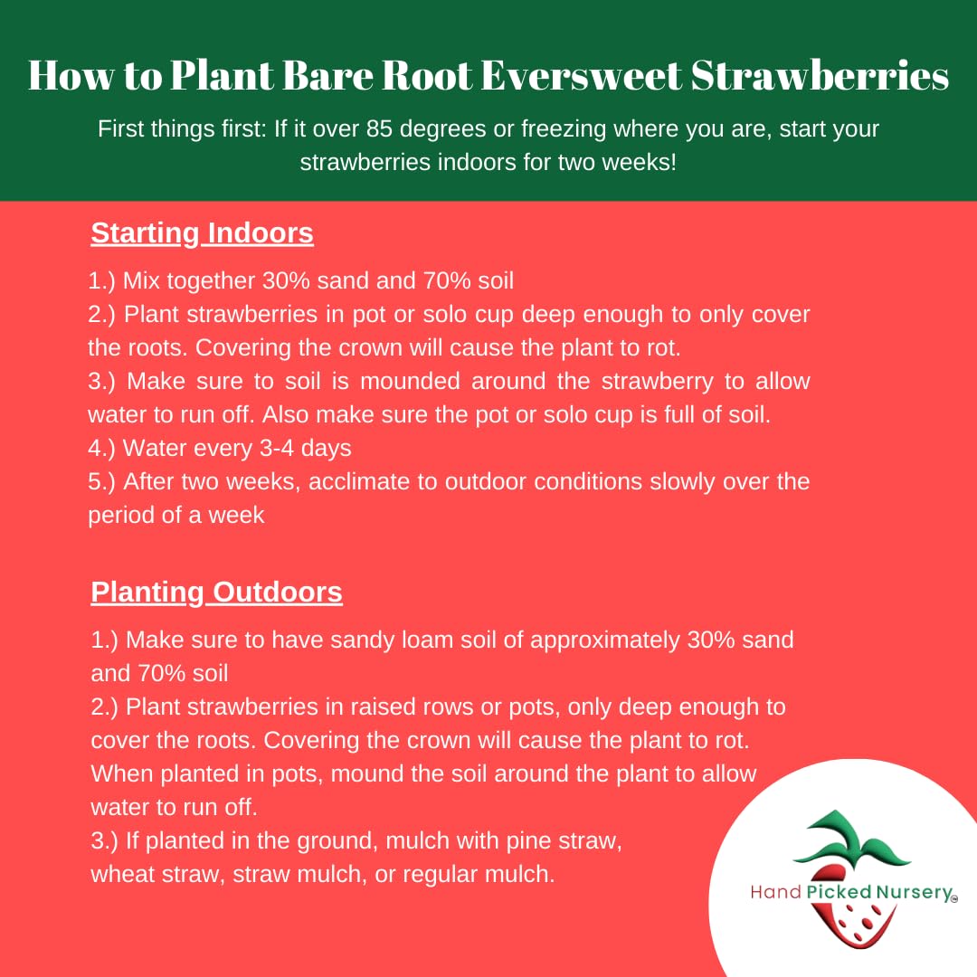 Eversweet Everbearer Strawberry Plants - Bare Root Strawberry Plants (50 Pack) | Produces Sweet Fruits from Spring to Fall | Heat Tolerant Over 90°F | Perfect for Home Gardens, Containers & Fresh Eating | Hand-Picked Nursery Quality