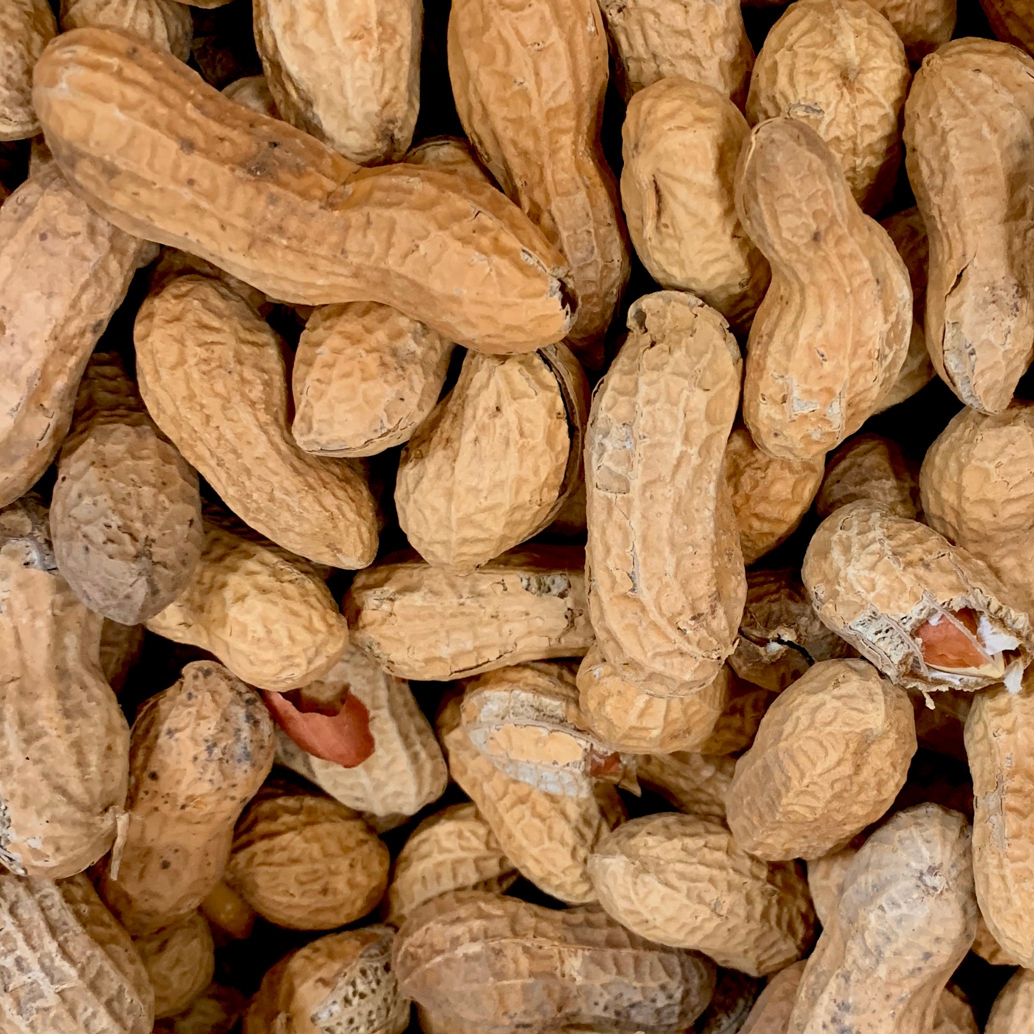 Premium Salted Roasted Peanuts in Resealable Bags - Crunchy Snack for Parties, Hiking & Office - Gluten-Free & Non-GMO (12 Pack)