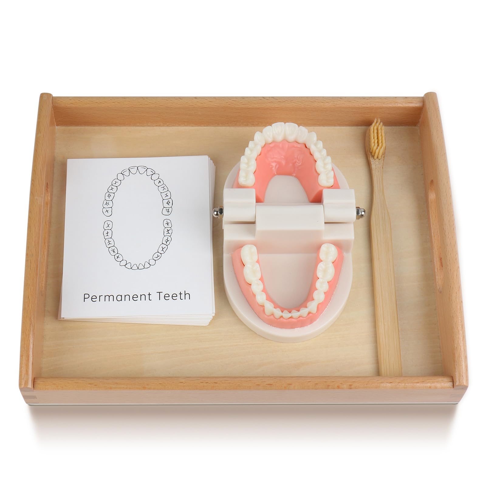 Montessori Practical Life Brushing Teeth Model & Cards - Wooden Dental Hygiene Learning Toy for Toddlers & Preschoolers - Homeschool & Classroom Educational Activity for Kids - Perfect for Teaching Oral Care Habits