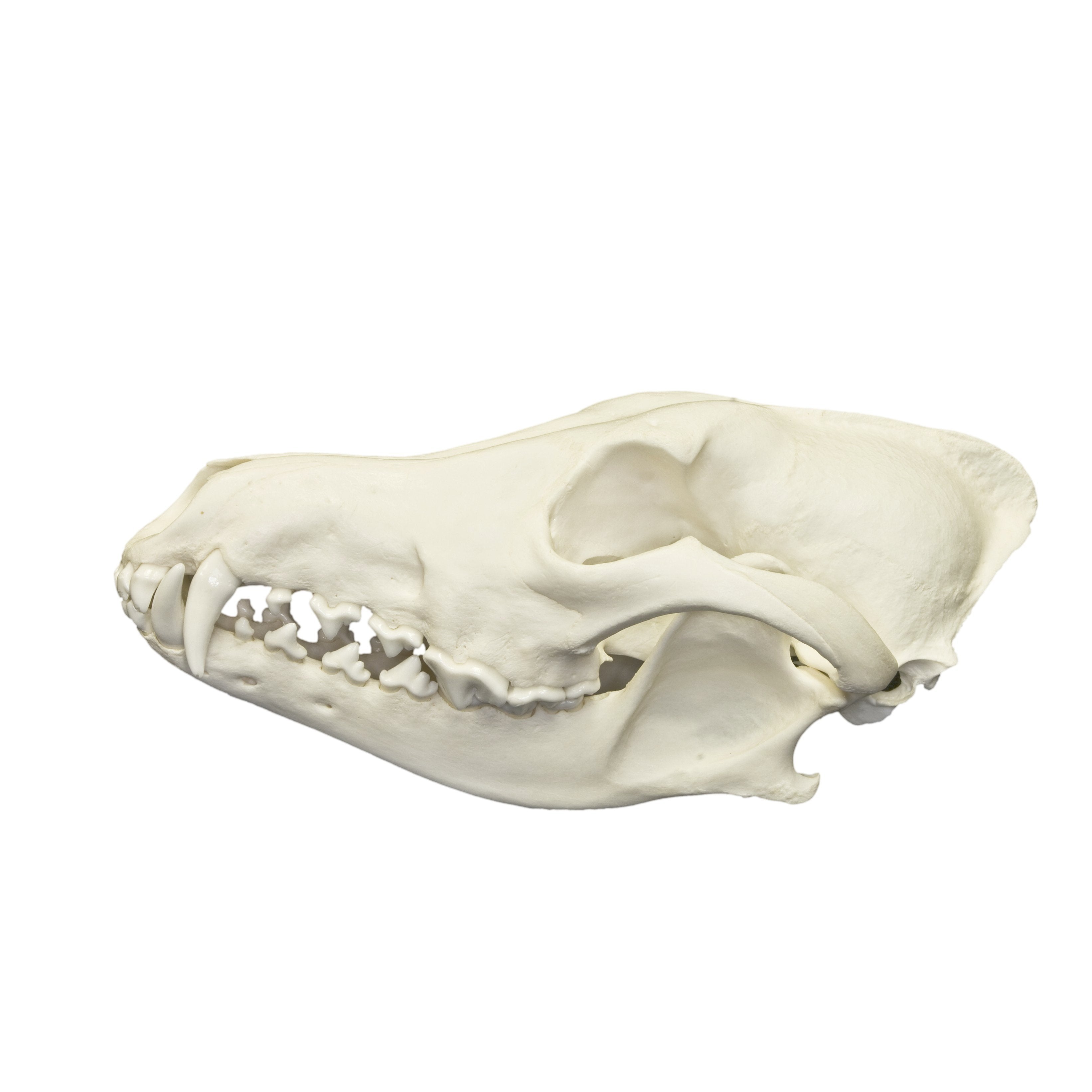 Authentic Predator and Prey Animal Skull Set - Fox, Rabbit & Owl Skulls for Science Education, Home Decor & Gothic Collections