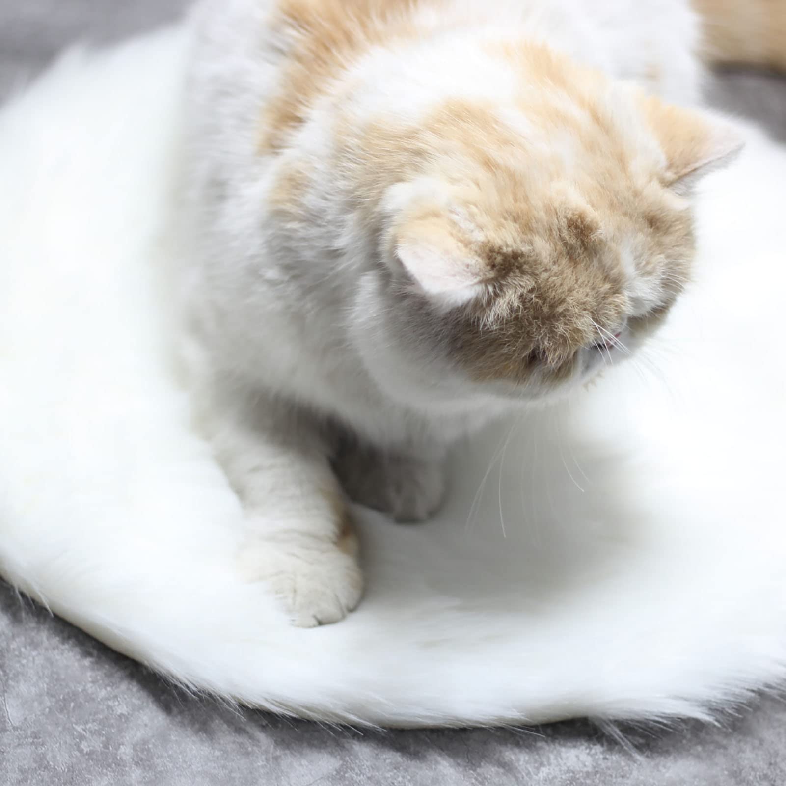 Plush Pet Heating Pad - Adjustable Temperature Dog & Cat Bed Warmer for Winter Comfort
