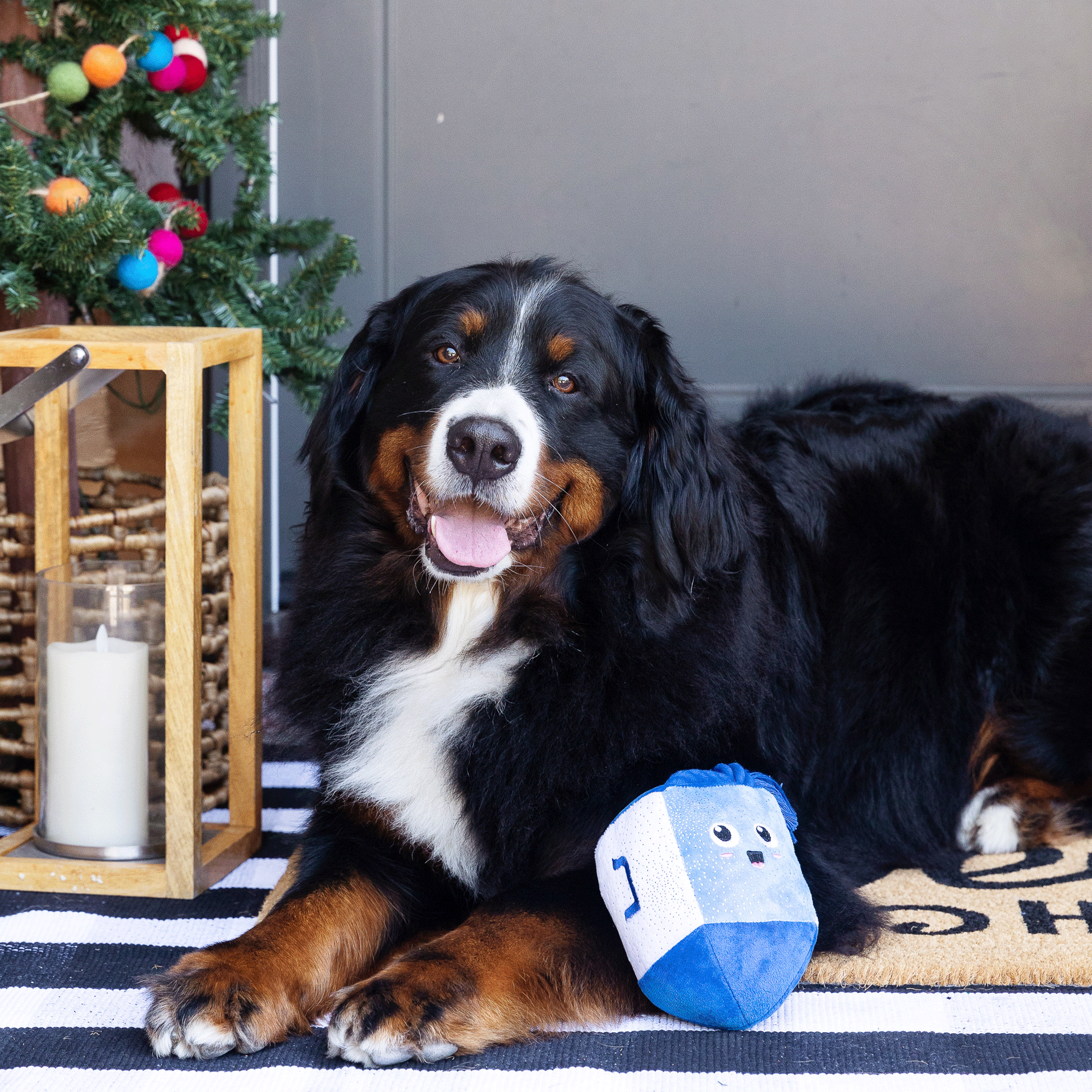 Blue & White Fringe Dog Toy - Interactive Spinning Chew Toy for Small & Large Dogs - Perfect for Playtime, Training & Indoor/Outdoor Fun