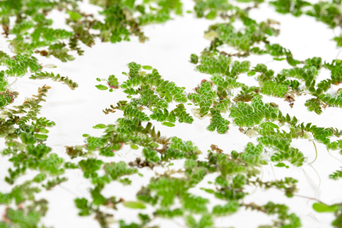 Azolla Mosquito Fern - Natural Water Plant for Ponds, Aquariums & Water Gardens | Floating Aquatic Plant for Mosquito Control & Water Filtration