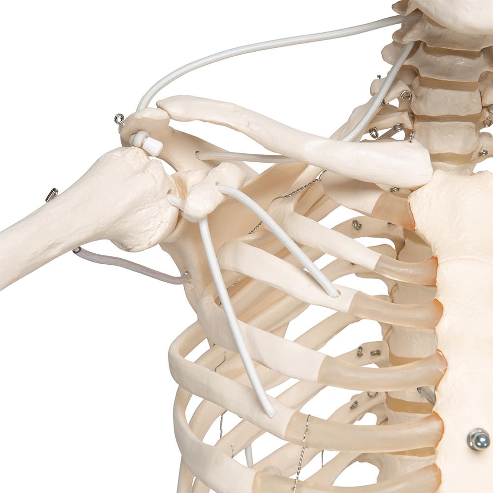 Posable Functional Skeleton Model - Frank Anatomical Figure for Medical Education & Halloween Decor | Perfect for Classroom, Doctor Office & Haunted House Displays