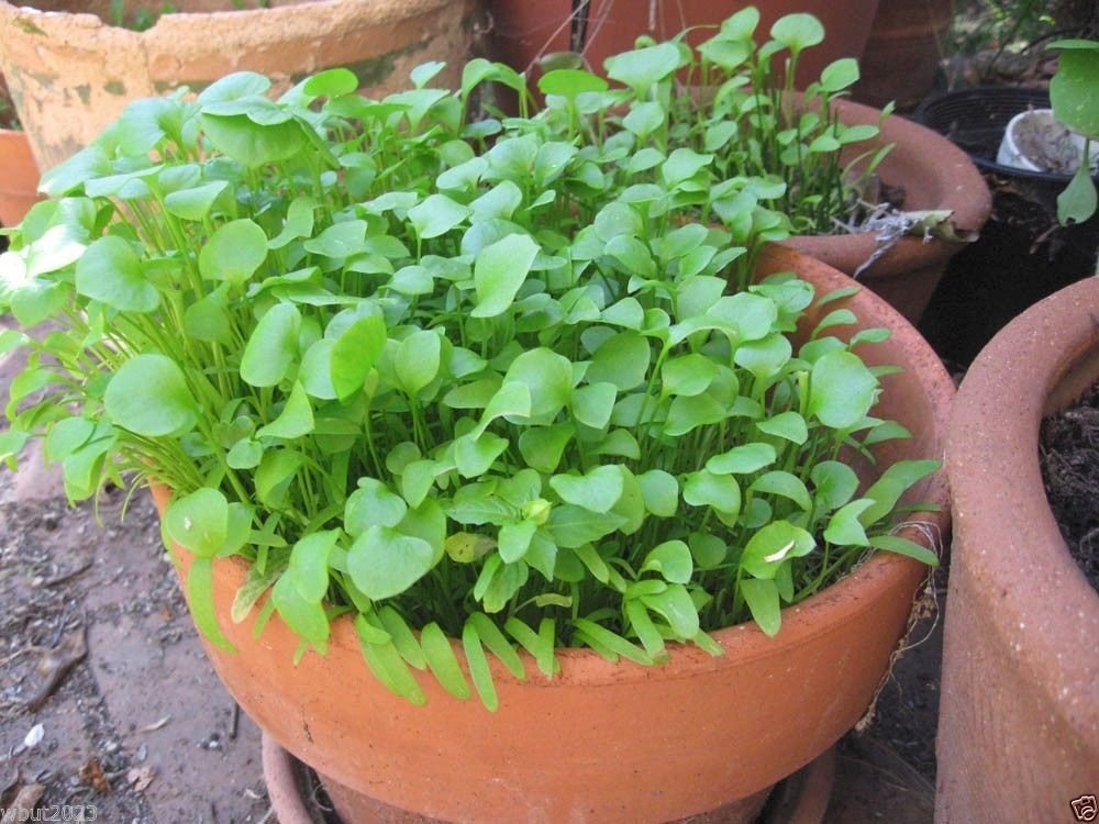 1,000 Miner's Lettuce Seeds (Claytonia Perfoliata) - Cold-Hardy Salad Green for Organic Gardening & Fresh Salads | Perfect for Home Gardens, Urban Farming & Healthy Eating