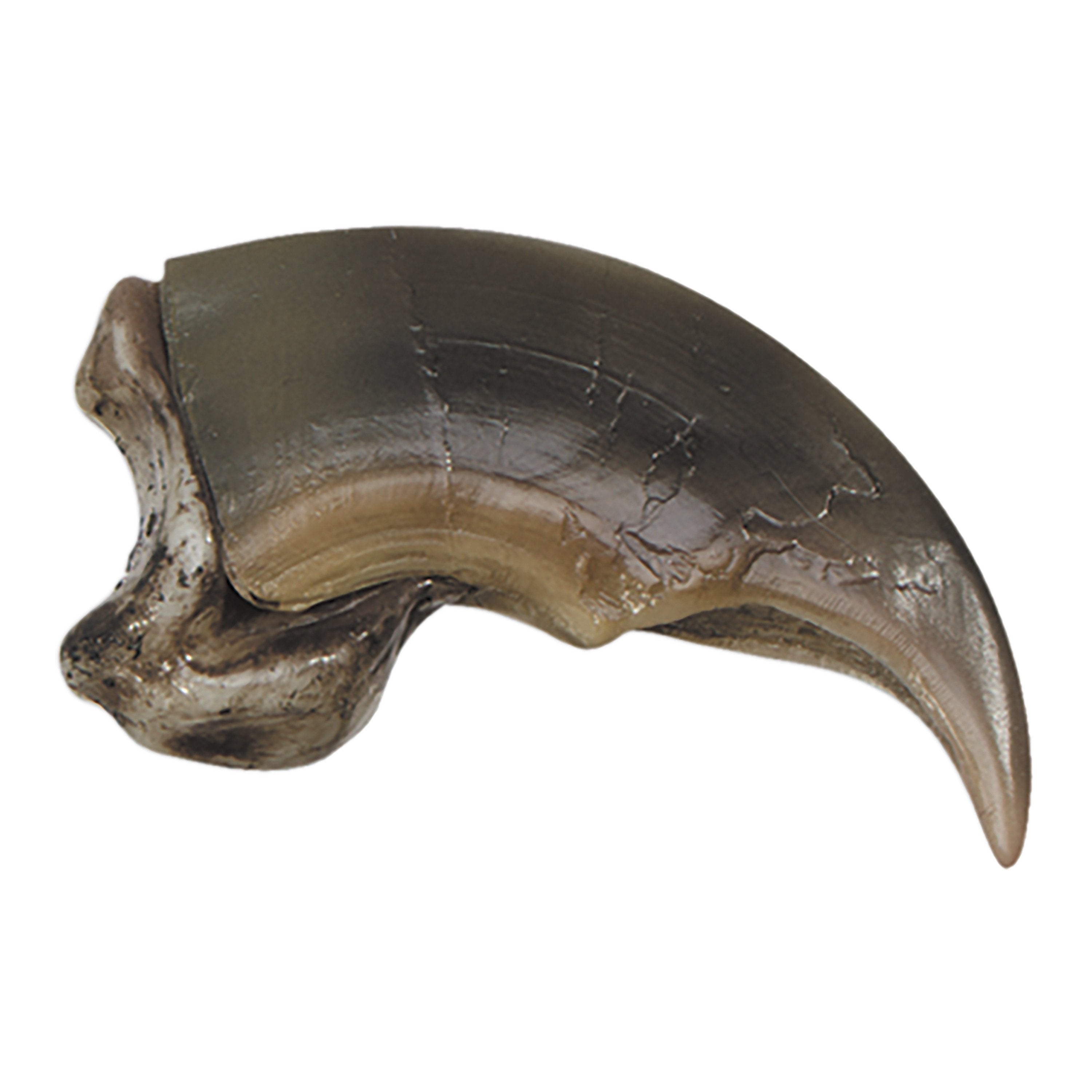 Authentic-Looking Polar Bear Claw Replica - 8cm Realistic Animal Claw for Home Decor, Halloween Props, and Viking Cosplay Accessories