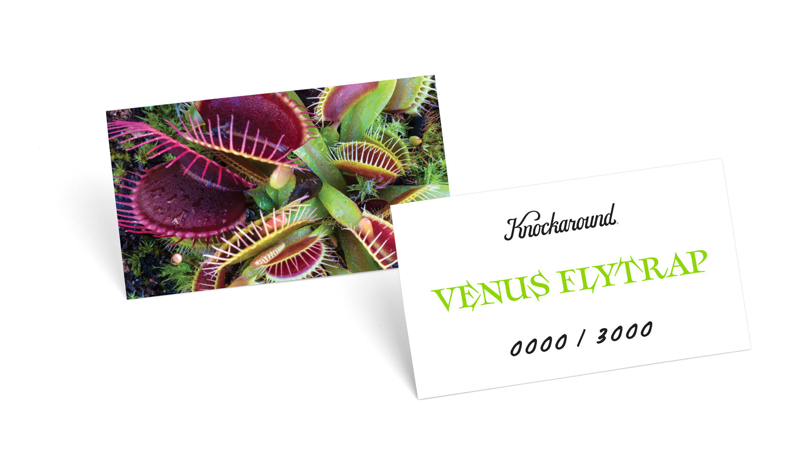 Premium Venus Flytrap - Live Carnivorous Plant for Home & Garden - Unique Insect Catcher for Natural Pest Control - Perfect for Windowsills, Terrariums, and Science Projects