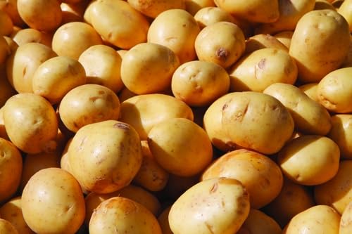 USA Grown Yukon Gold Fresh Yellow Potatoes - Non-GMO, Bulk 1 Pound Bag | Perfect for Roasting, Mashing & Potato Salads