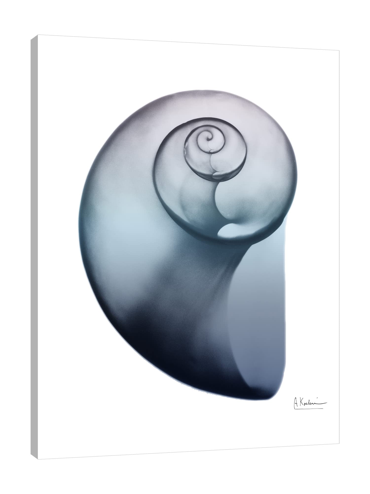 Lavender Snail 2