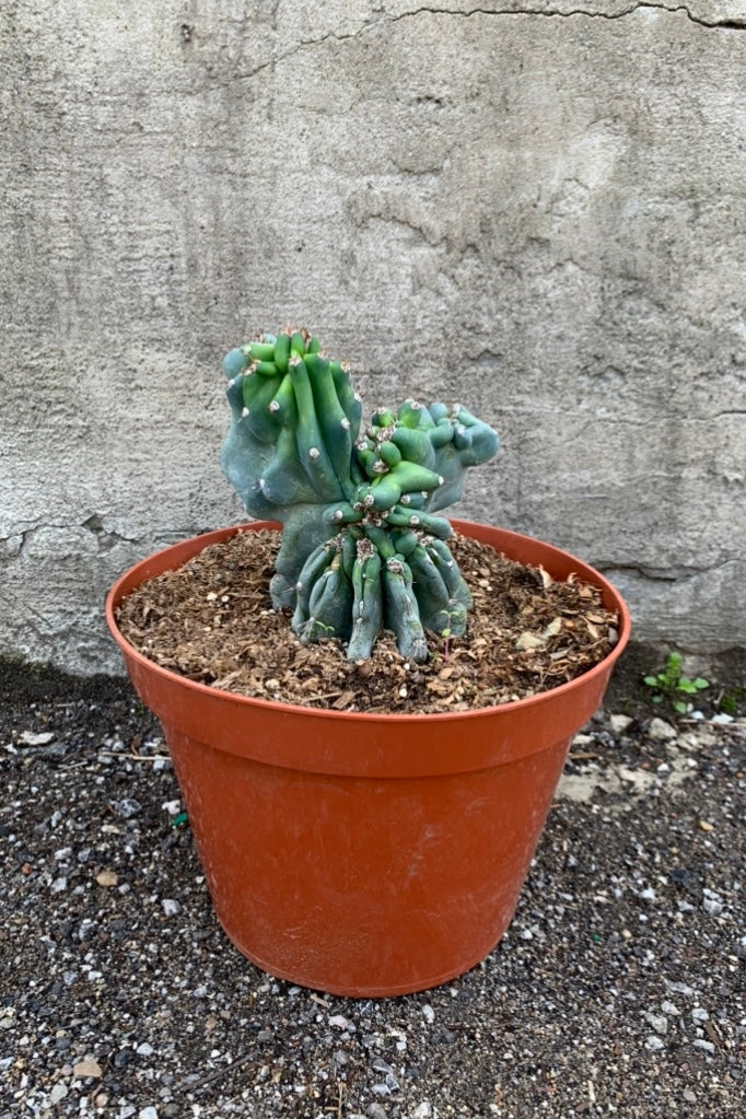 Buy Cereus Peruvianus 'Monstrose' Cactus - 10 Inch Potted Plant for Home & Office Decor | Drought-Tolerant Indoor/Outdoor Succulent for Desert Gardens