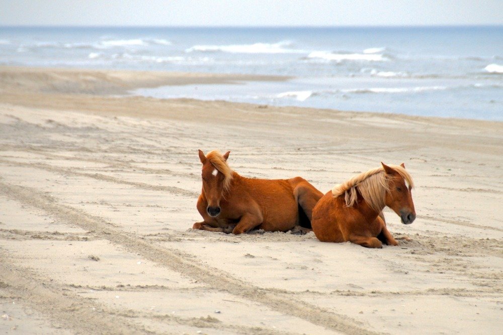 Wild Horses on Beach - 16x24 Gallery Quality Metal Wall Art, Aluminum Decor for Living Room, Bedroom & Office