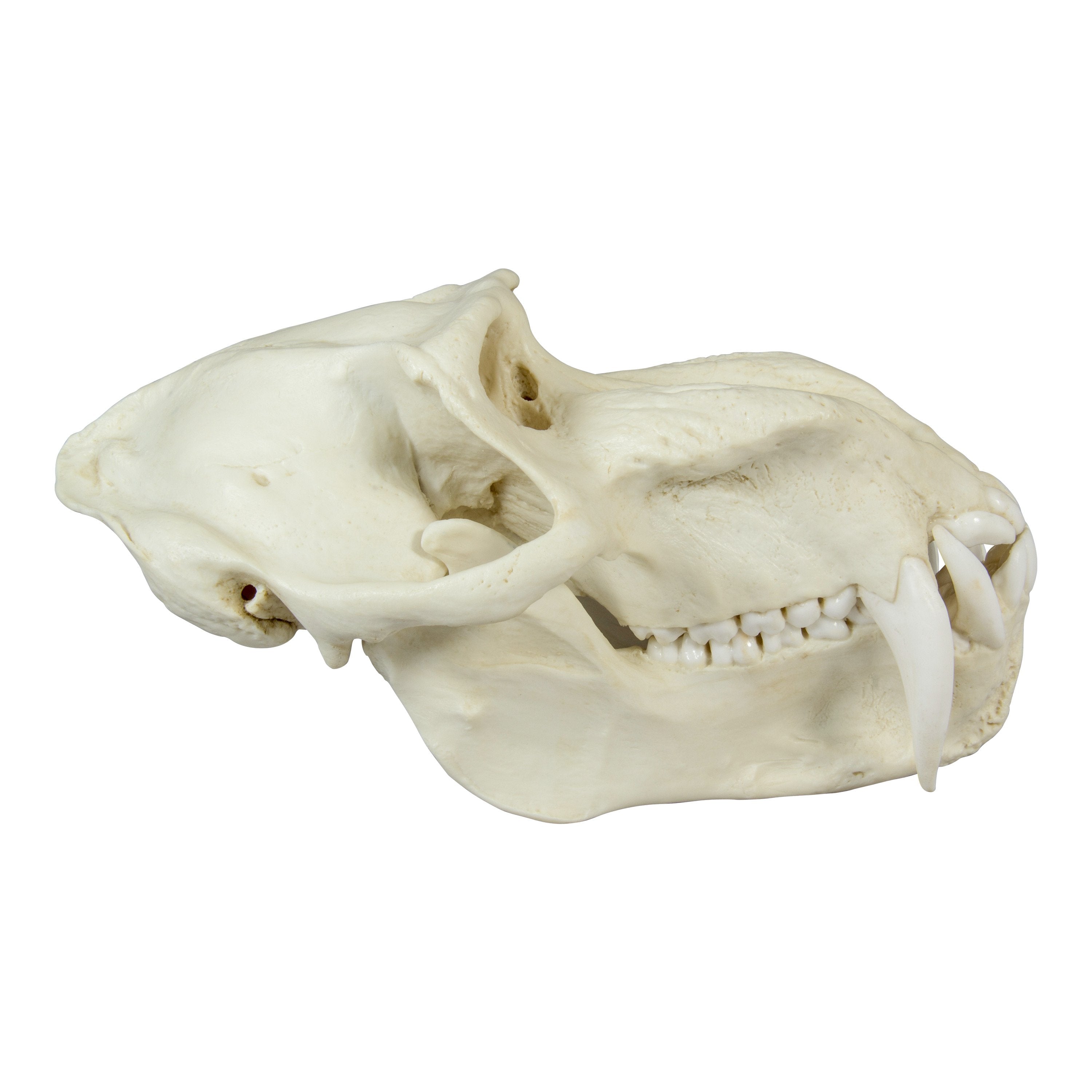 Authentic Replica Mandrill Baboon Skull - High-Quality Primate Skull Model for Home Decor, Educational Display & Halloween Props