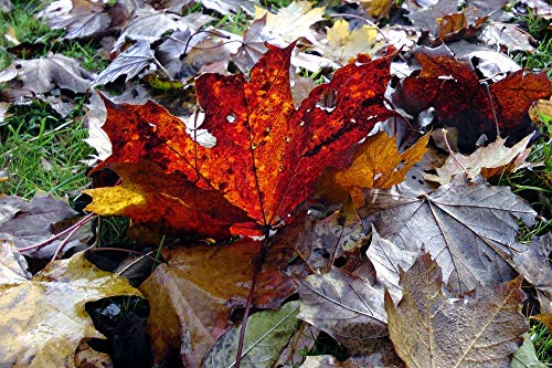 20x30 Inch Laminated Maple Leaf Autumn Poster - Vibrant Fall Foliage Wall Art for Home & Office Decor - Perfect for Living Room, Bedroom, or Classroom Decoration