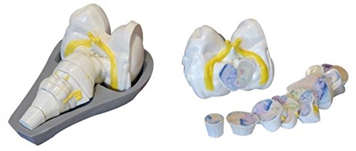 KL-1220 Human Brain Stem Cross-Section Desktop Model - Detailed Anatomical Study Tool for Medical Students & Neuroscience Education - Perfect for Classroom, Lab & Doctor's Office Display