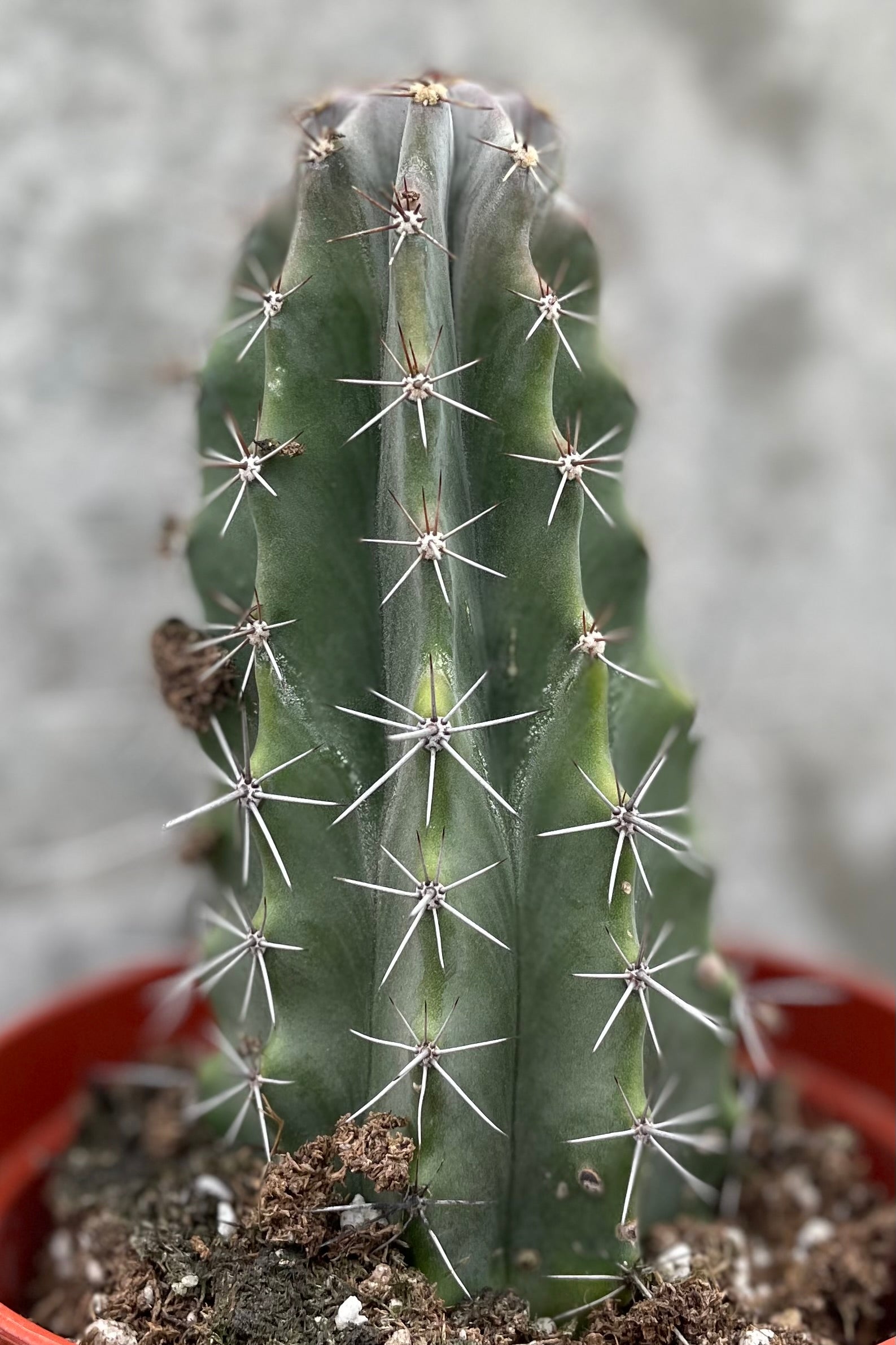 Buy Cereus Pruinosus (Powder Puff Cactus) - 5 Inch Potted Live Plant for Home & Garden Decor | Perfect for Indoor Succulent Arrangements, Office Desk, or Gift Ideas