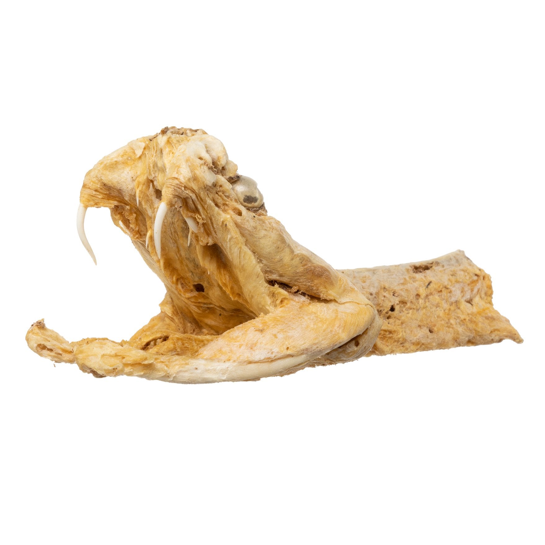 Preserved Rattlesnake Head - Authentic Taxidermy Specimen for Home Decor, Western Style, and Unique Gifts - Perfect for Halloween, Cabin Decor, and Oddity Collections