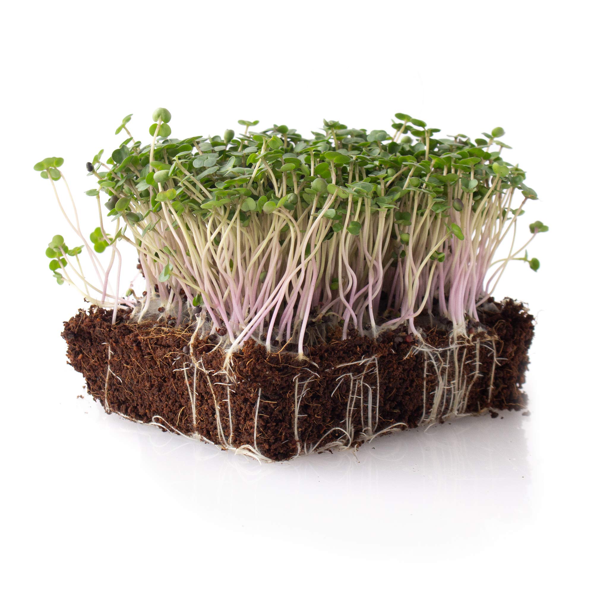 Organic White Russian Kale Seeds - 4 Oz Pack (~32,000 Seeds) | Non-GMO, Heirloom, Open-Pollinated | Perfect for Vegetable Gardens, Microgreens & Indoor Hydroponics | Grow Nutrient-Rich Superfood at Home