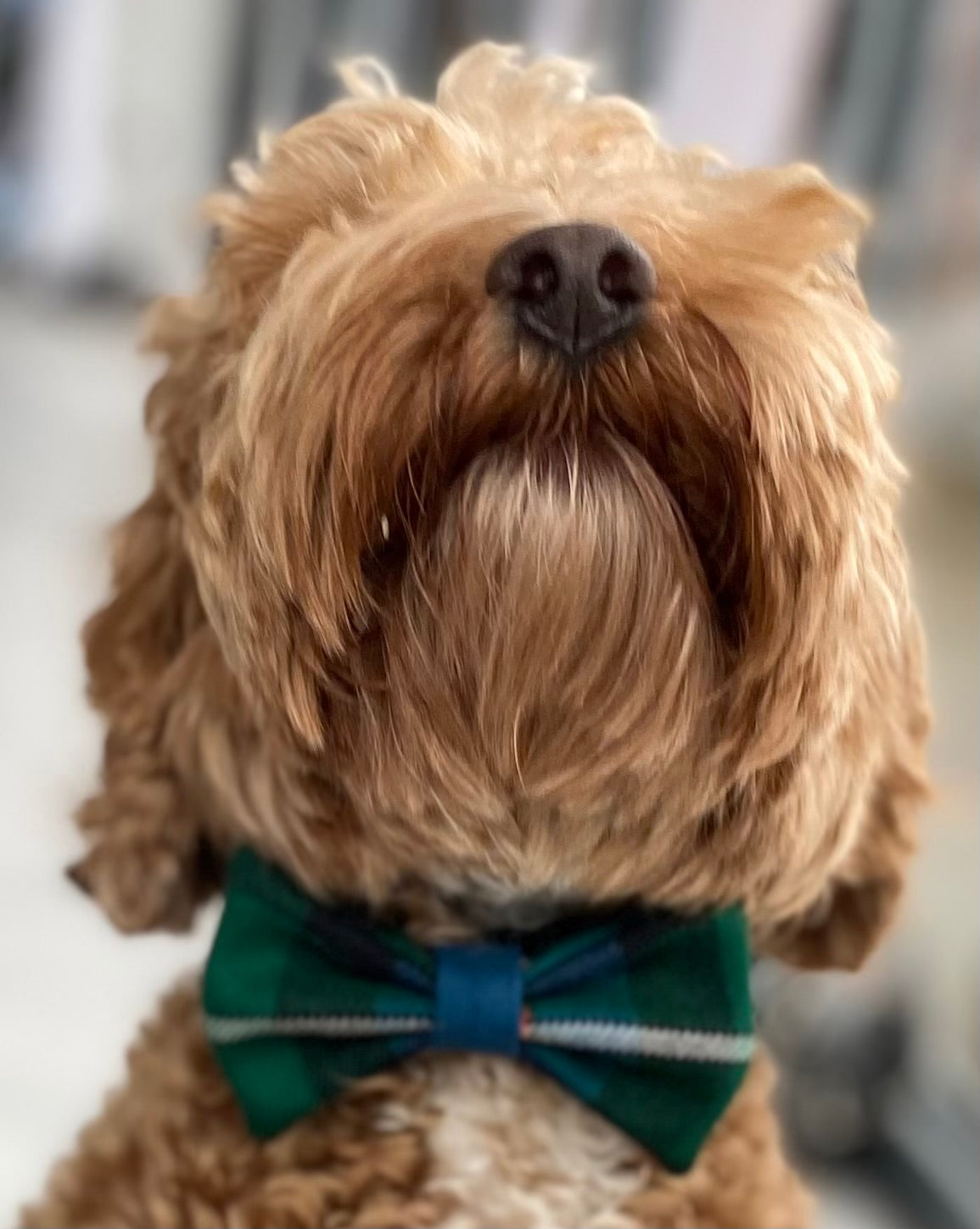 Stylish Dog Bow Tie - Adjustable Pet Necktie for Small & Large Dogs - Perfect for Weddings, Parties & Photo Shoots