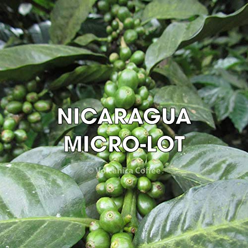 Premium Nicaragua Jinotega Coffee - Fresh Roasted Ground Coffee, 5 lb Bag - Perfect for Home Brewing, Office Use & Gifts