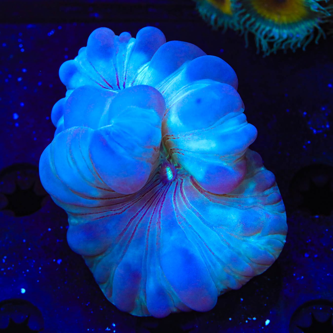 Fox Coral 1116 62 - Premium Artificial Coral Decor for Aquariums & Fish Tanks | Perfect for Saltwater Marine Reef Tanks, Home Aquascaping, and Ocean-Themed Decorations