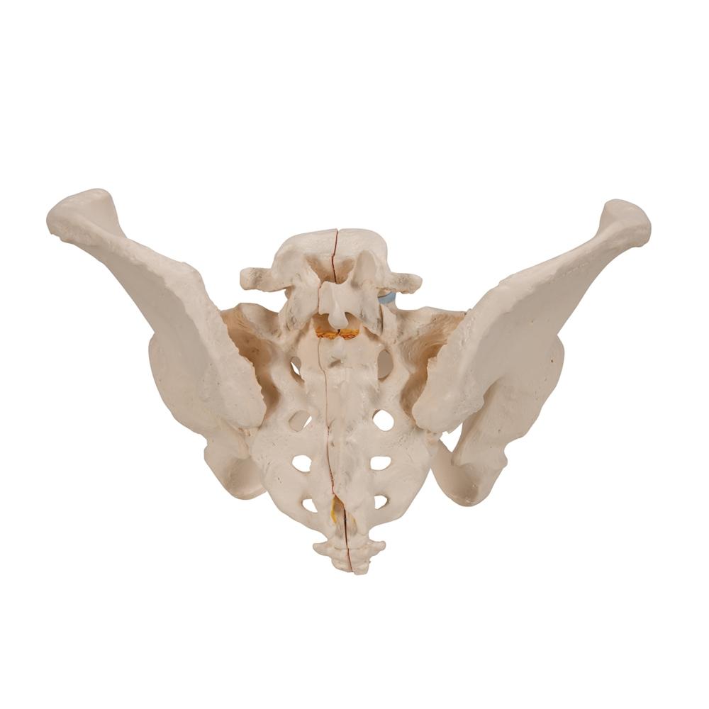 3-Part Female Pelvis Anatomy Model - Medical Teaching Tool for Students & Professionals | Ideal for Classroom, Lab & Study Use