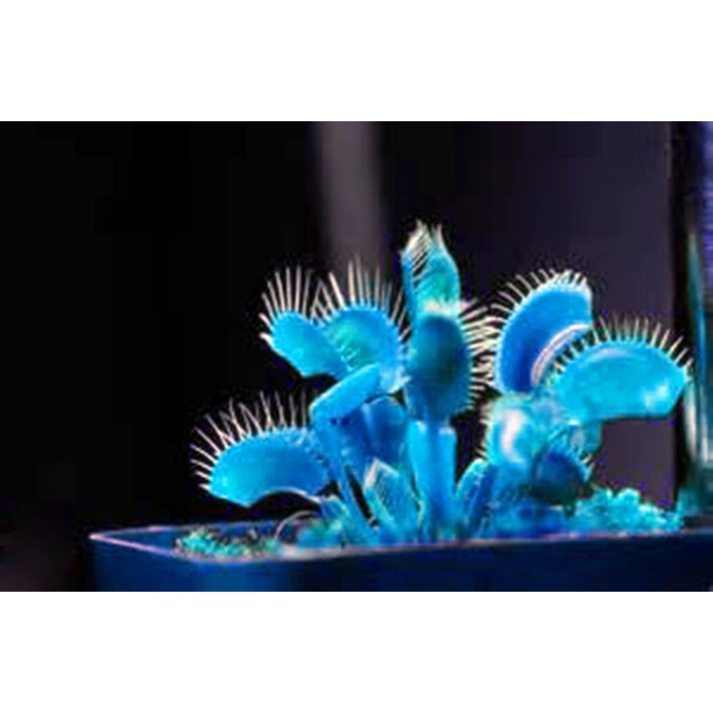 100Pcs Giant Venus Flytrap Seeds (Dionaea Muscipula) - Blue Variant for Carnivorous Plant Garden | Indoor/Outdoor Insect Control & Unique Home Decor