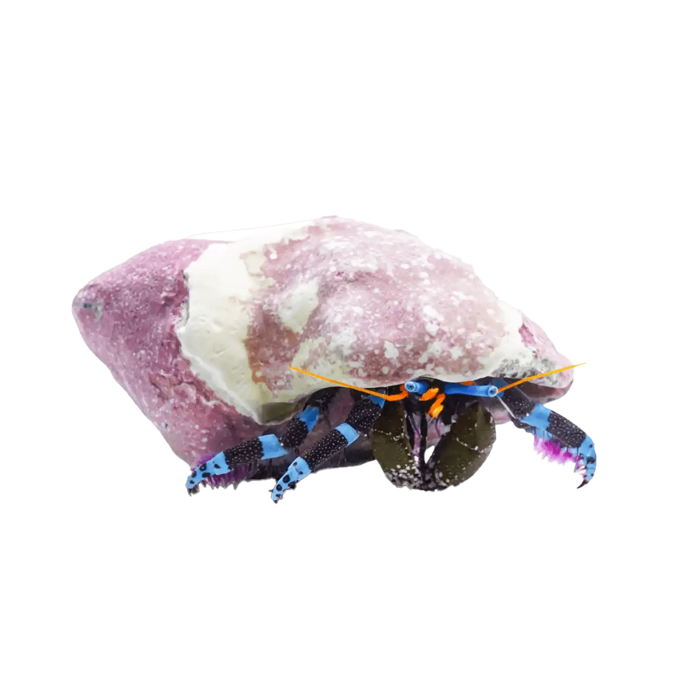 Electric Blue Hermit Crab - Vibrant Pet Crab for Saltwater Aquariums | Perfect for Marine Tanks & Reef Setups