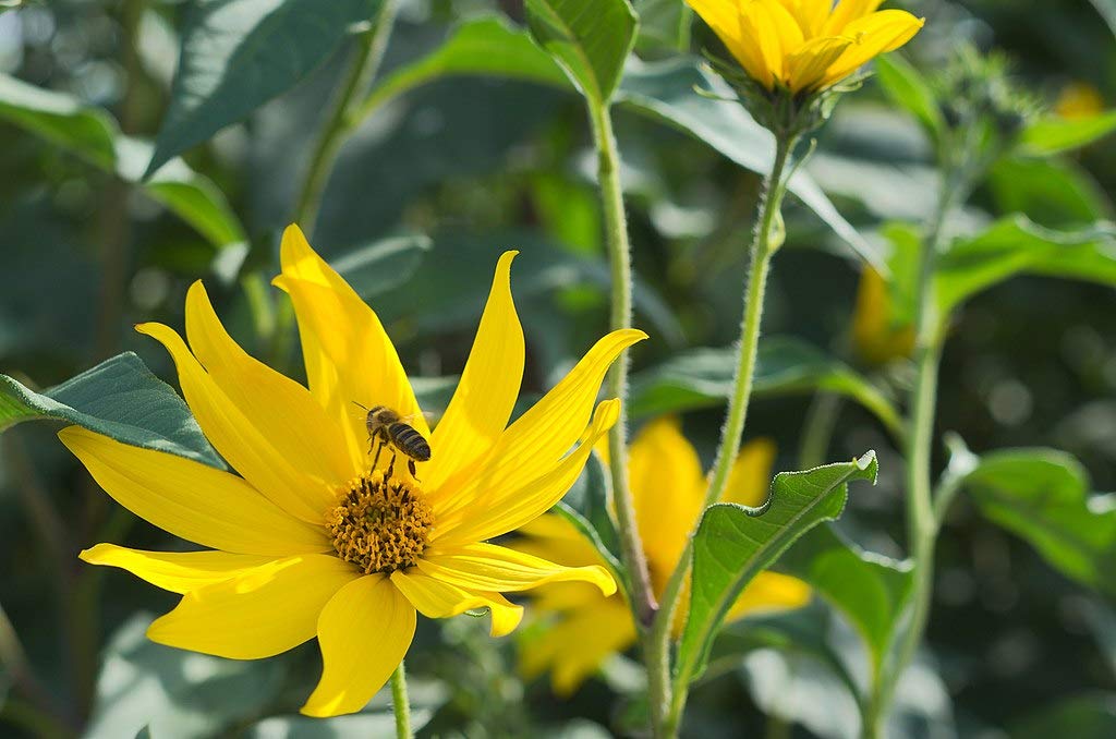 Organic Jerusalem Artichoke Starter Plants (5-Pack) - Helianthus Tuberosus - Fresh Garden-Grown Sunchokes for Home Gardening, Permaculture & Edible Landscaping - Perfect for Vegetable Gardens, Urban Farms & Sustainable Living
