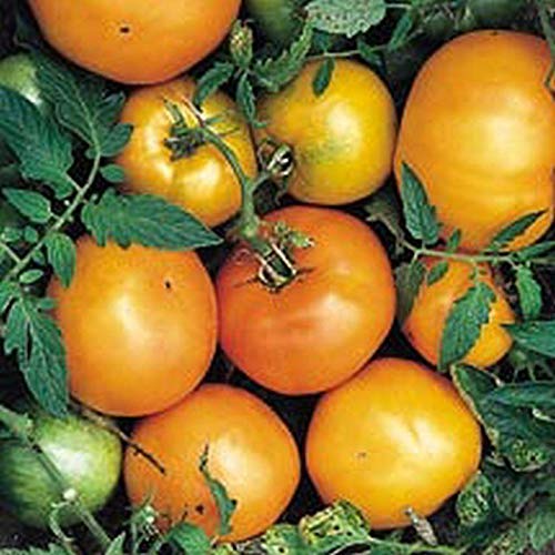 Premium Persimmon Fruit Seeds - Sweet & Flavorful (25 Seeds) for Home Garden, Organic Farming & Fresh Fruit Lovers