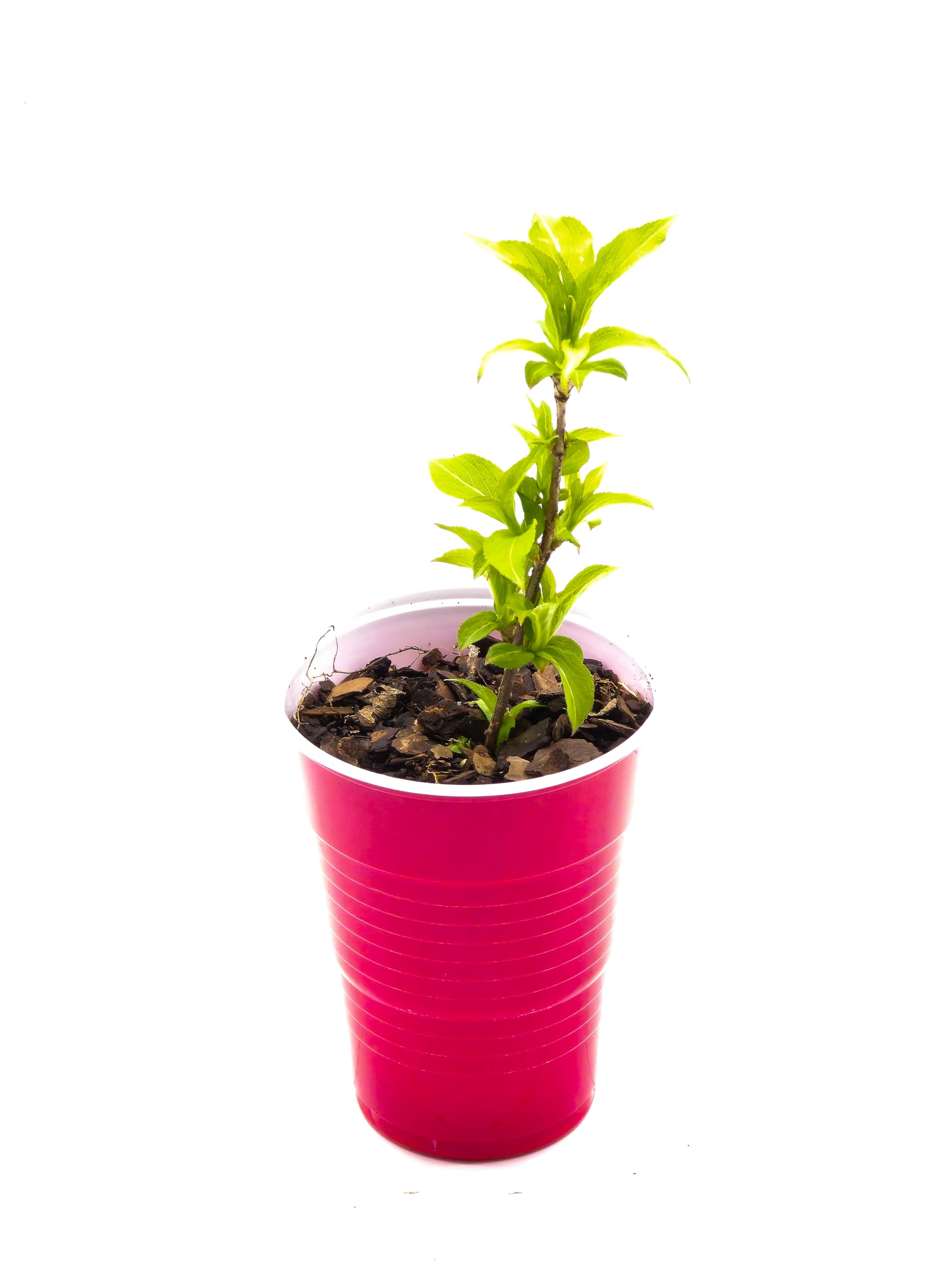 Red Weigela Shrub Plant (Weigela Florida 'Red') - Live Potted Flowering Bush for Garden Landscaping, Borders & Outdoor Decoration