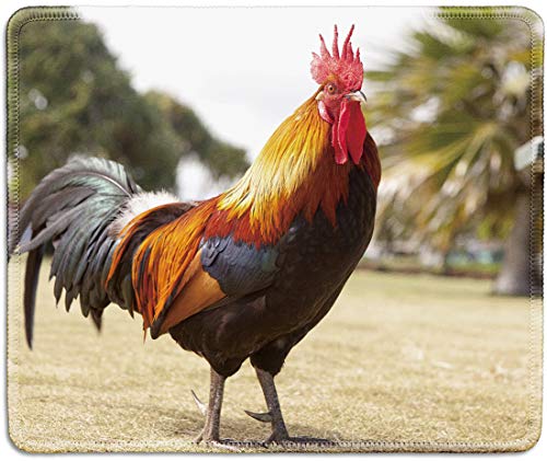 A Proud Rooster
